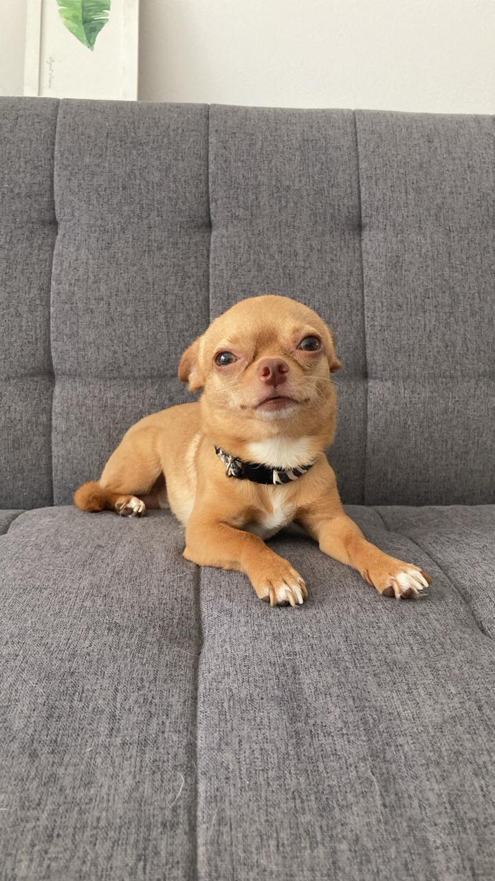 Retrato de Lorenzo Pablito, chihuahua color caramelo sobre el sofá