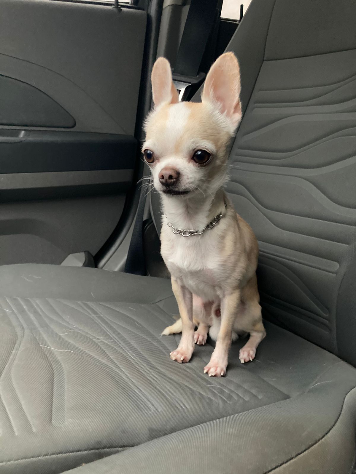 Retrato de Romeo Carlitos, chihuahua color crema sentado