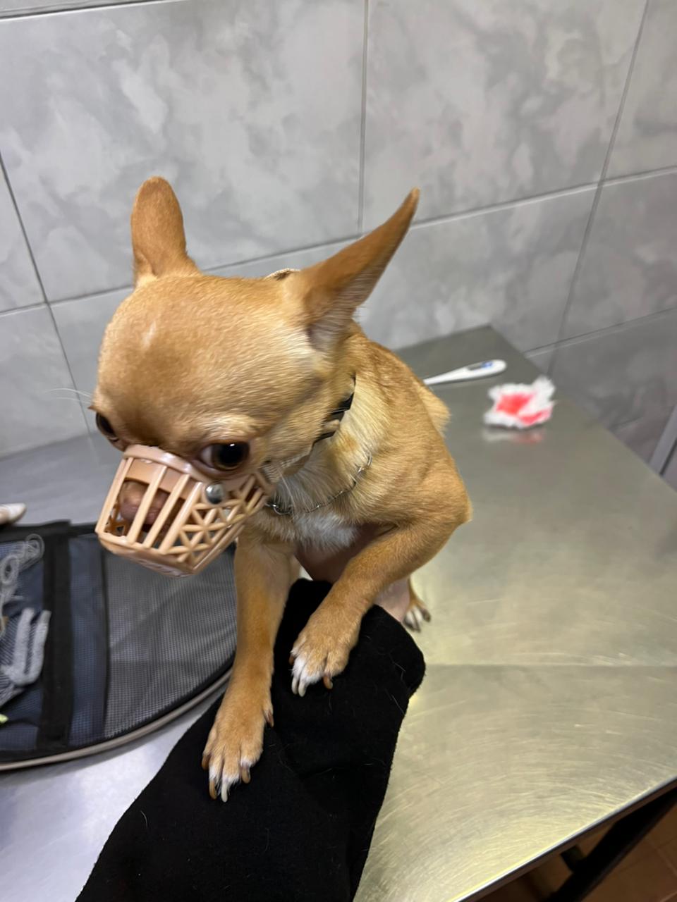 Lorenzo, chihuahua caramelo, con bozal de tela sobre la camilla del veterinario, mirando hacia abajo