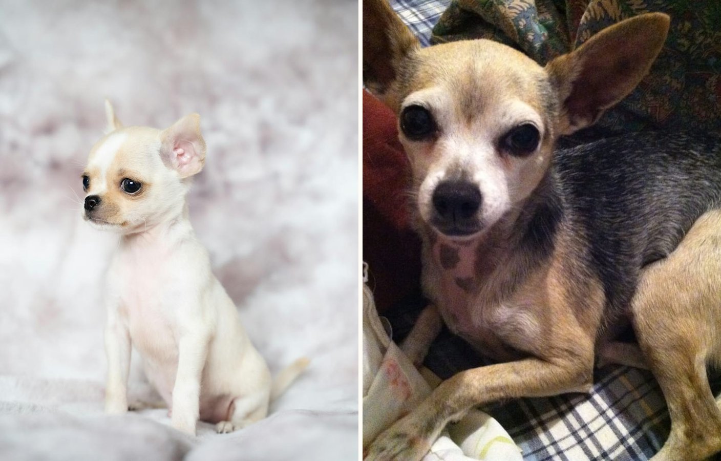 Dos chihuahuas del club lado a lado: a la izquierda cabeza de manzana, con frente abombada y hocico corto; a la derecha cabeza de venado, con hocico más largo