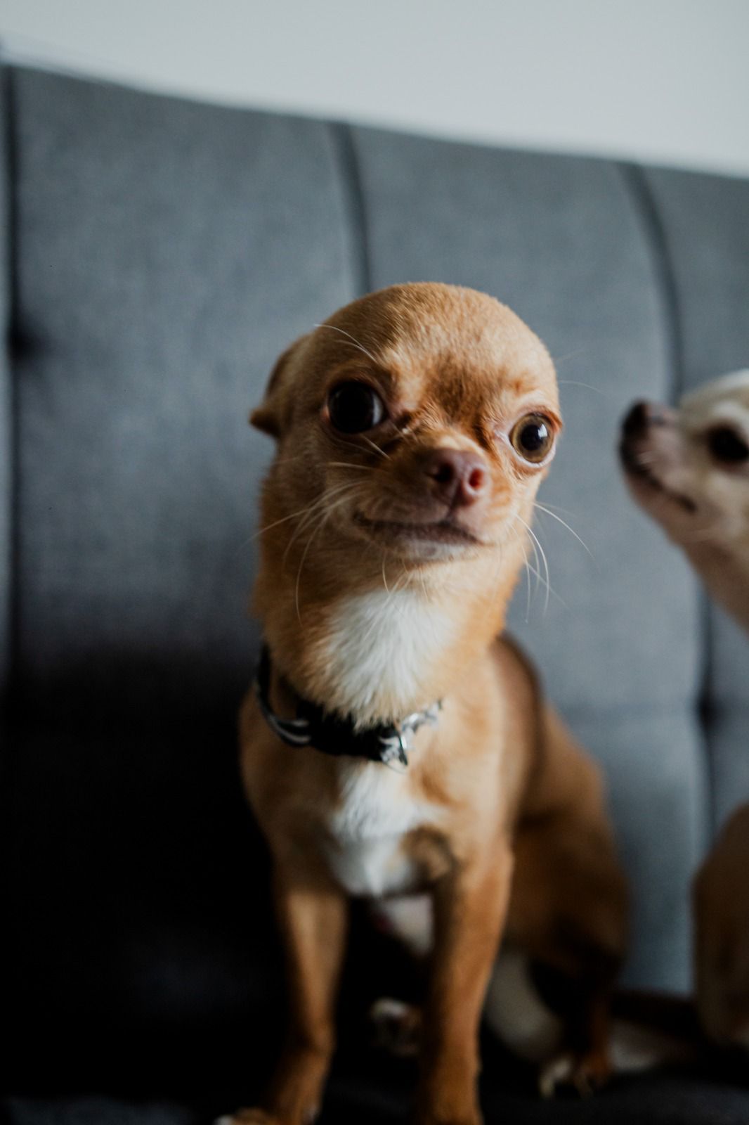 Lorenzo, chihuahua caramelo, en alerta total mirando fijo hacia la puerta, con Romeo detrás