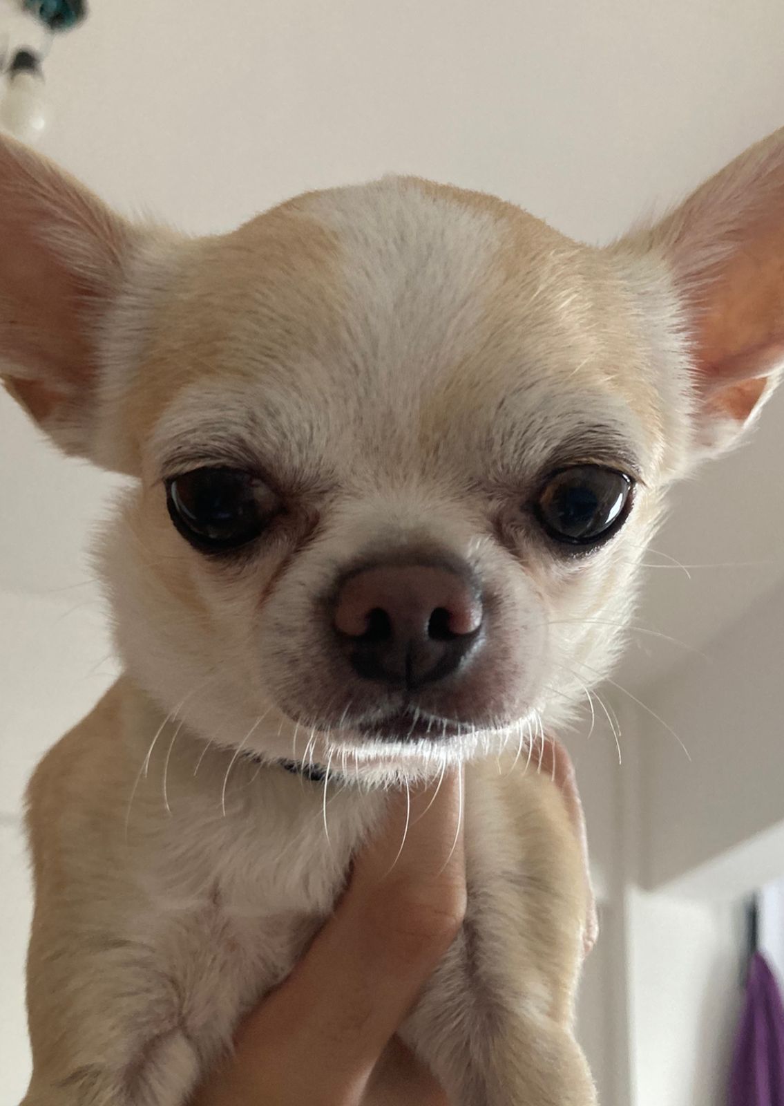 Primer plano del hocico de un chihuahua, ilustrando cuestiones de higiene bucal