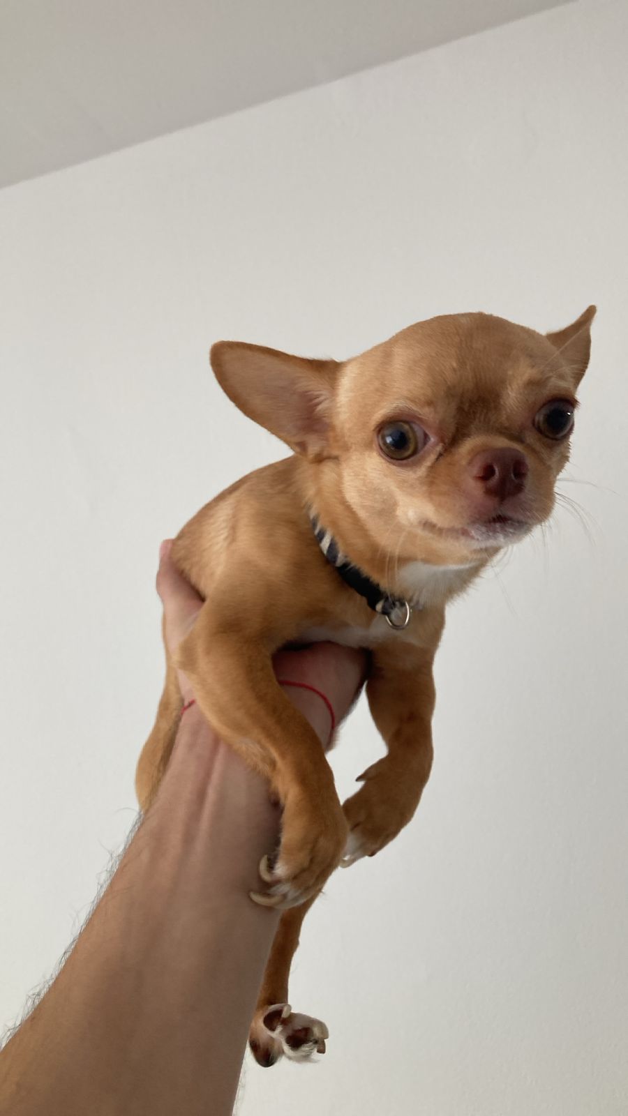 Lorenzo, chihuahua caramelo, sostenido en alto con una mano, mirando fijo a cámara