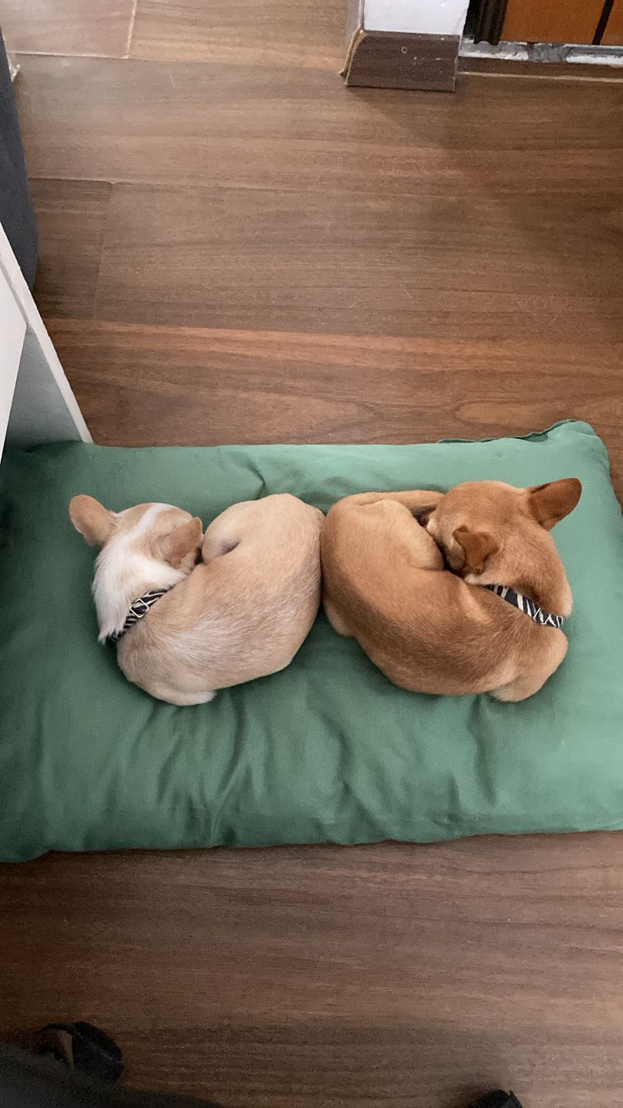 Romeo y Lorenzo durmiendo acurrucados en forma de corazón sobre una manta beige