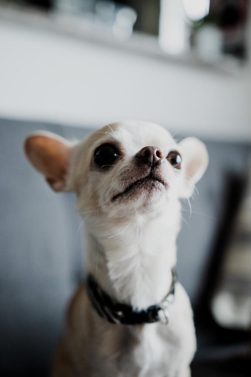 Romeo, chihuahua color crema, retratado en perfil con expresión serena y orejas en alerta