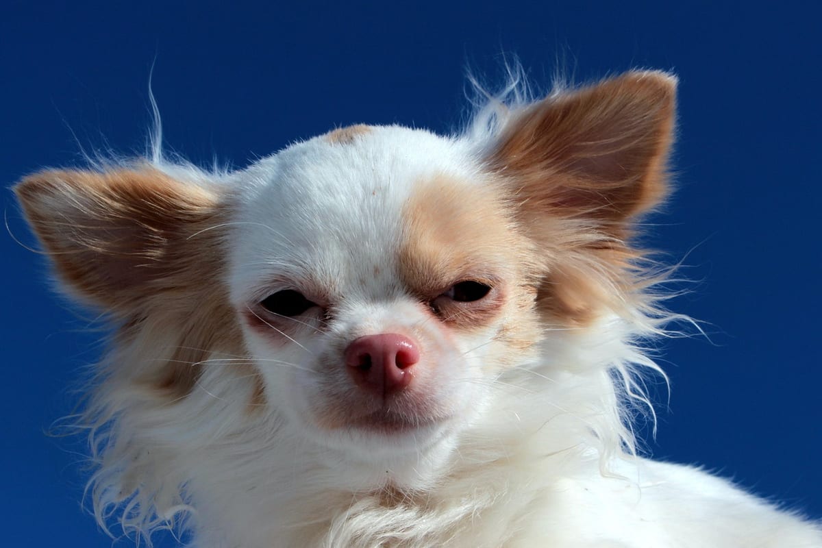 Chihuahua de pelo largo mostrando el manto suave que lo distingue del pomerania