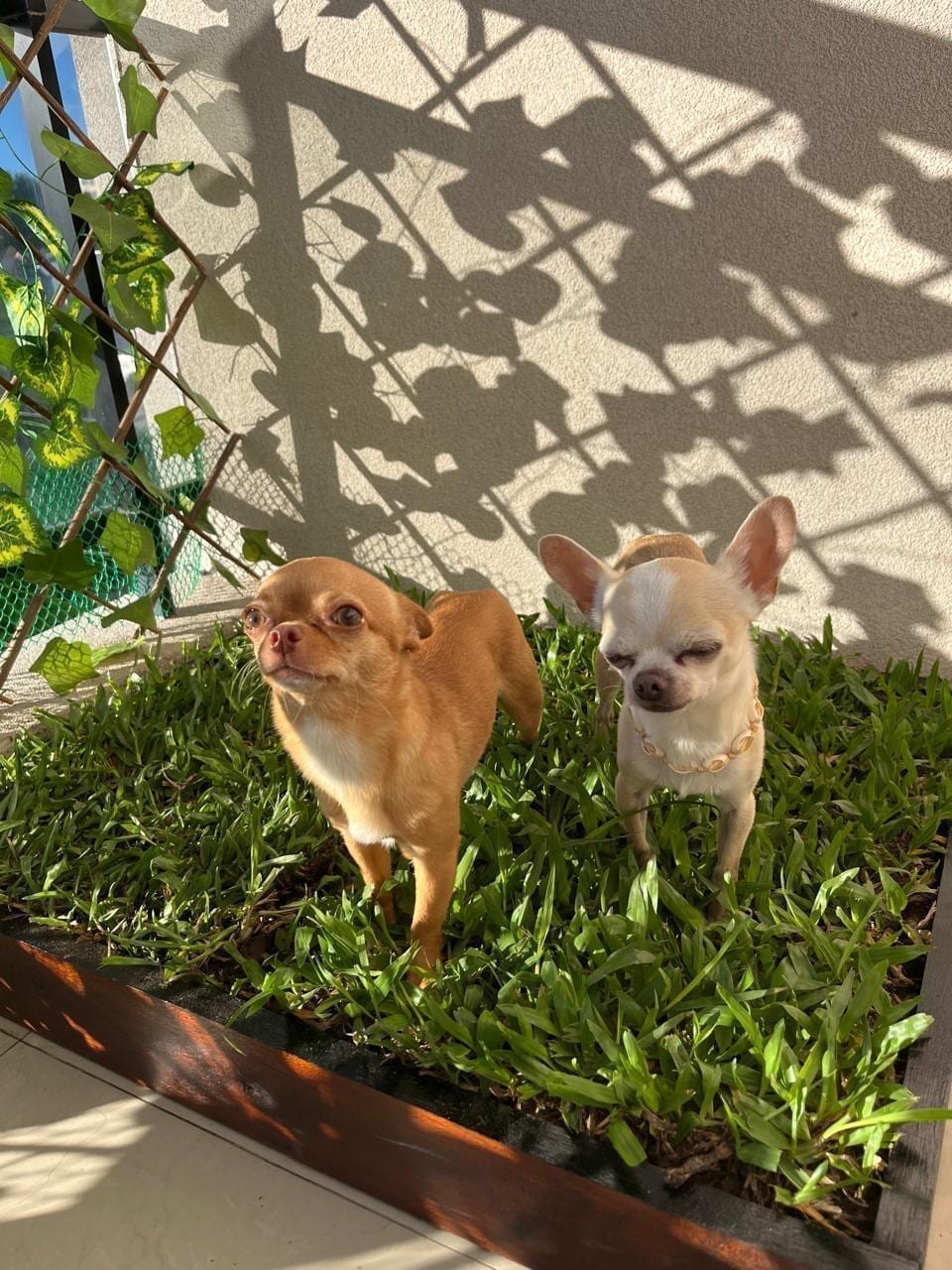 Lorenzo y Romeo, dos chihuahuas, descansando juntos al sol sobre pasto verde