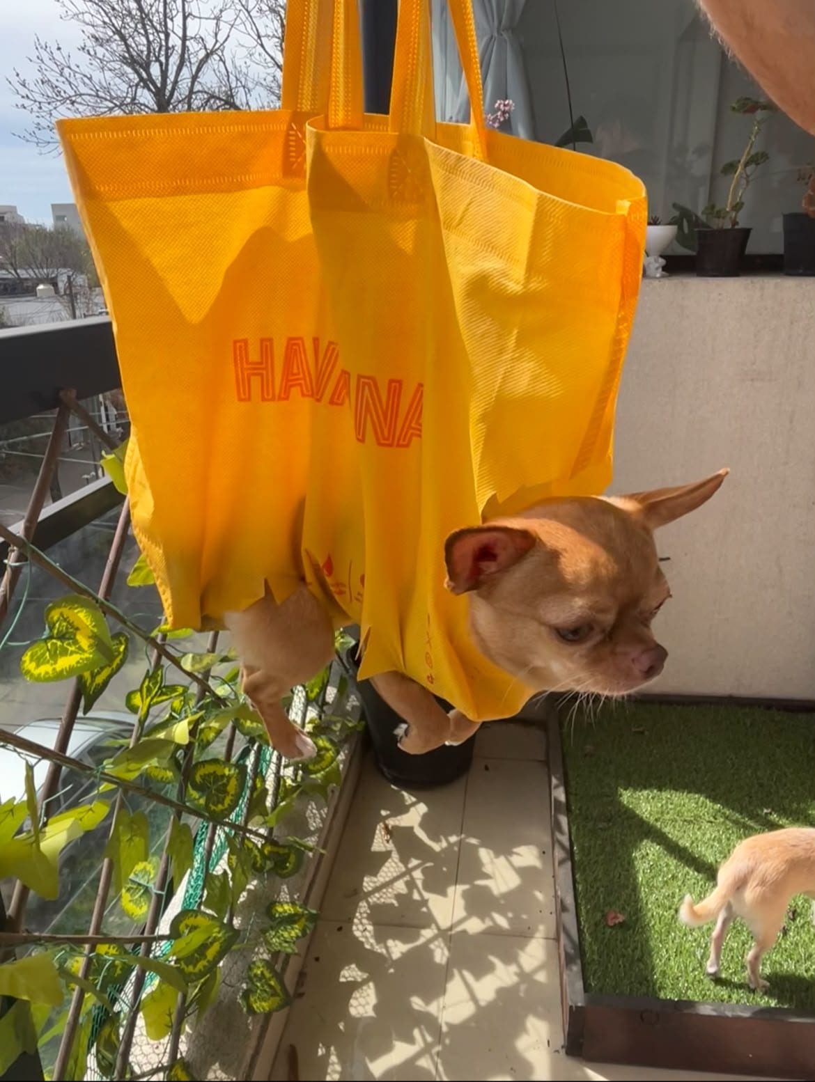 Lorenzo, chihuahua caramelo, suspendido en una bolsa amarilla con agujeros para las patas en el balcón, listo para el corte de uñas; Romeo mira desde el pasto