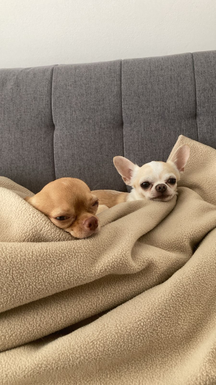 Chihuahua crema acurrucado sobre una manta beige durmiendo profundamente con la cabeza apoyada