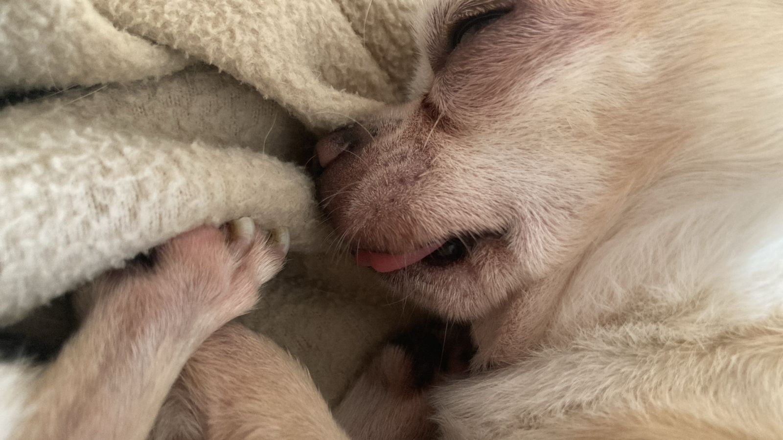 Romeo, chihuahua crema de 11 años, durmiendo tapado entre mantas