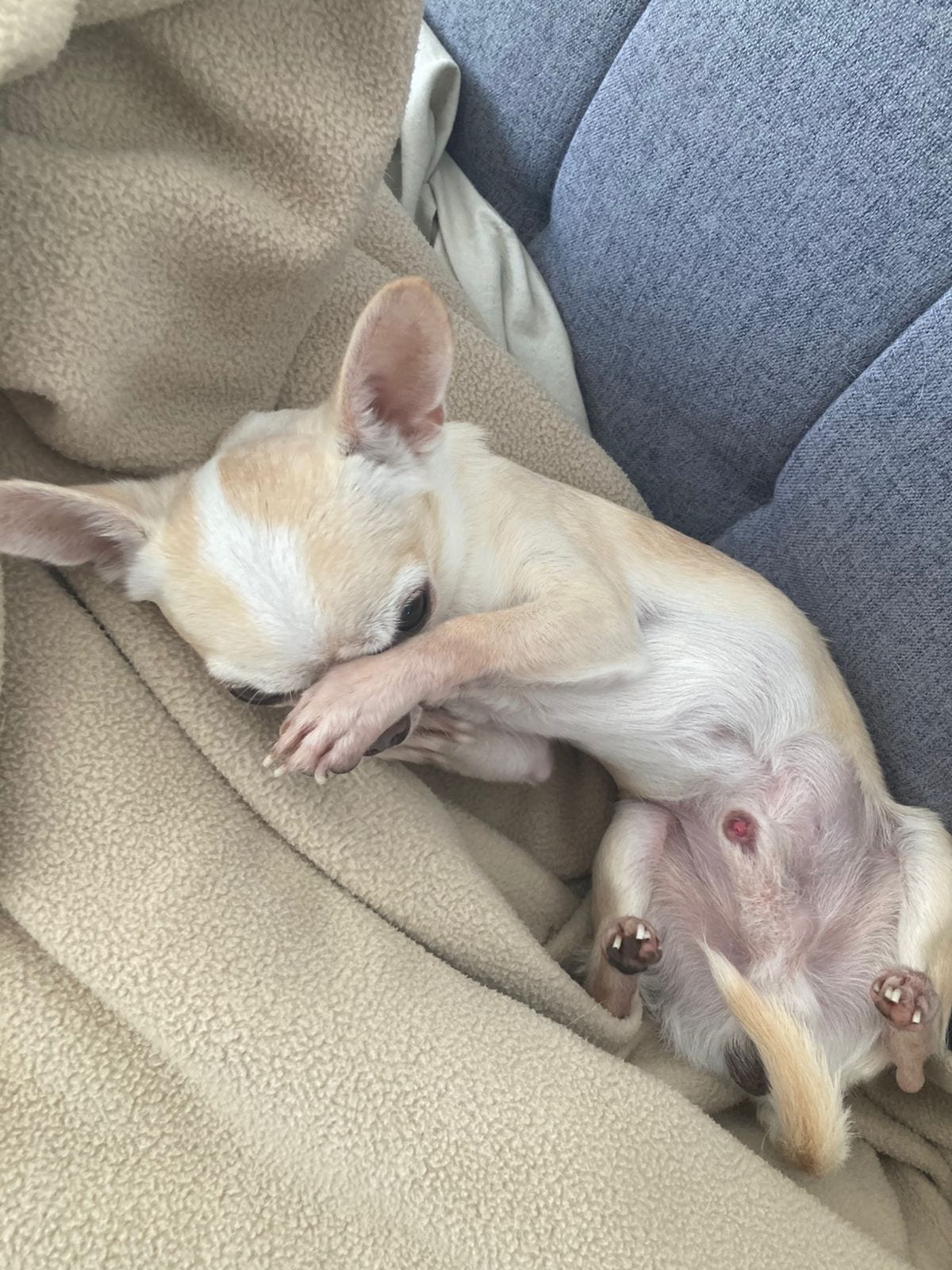 Lorenzo y Romeo, dos chihuahuas macho del club, sentados juntos en el sillón mirando a cámara