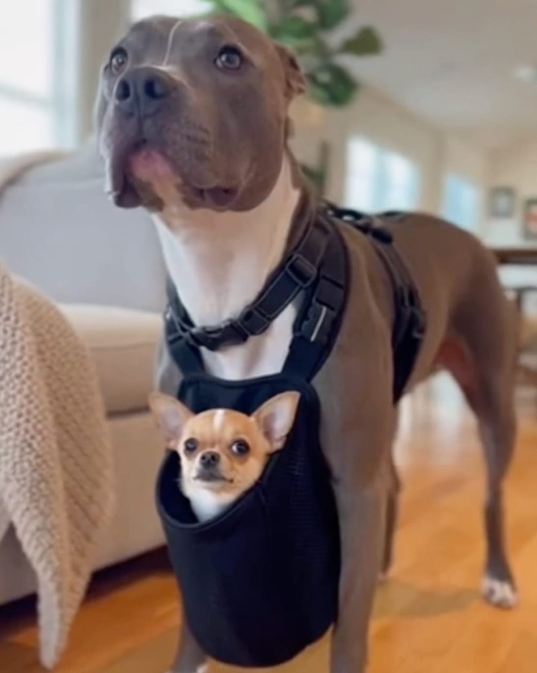 Pitbull adulto cargando a un chihuahua chiquito en un canguro frontal, contraste perfecto entre las dos razas que dan origen al pithuahua