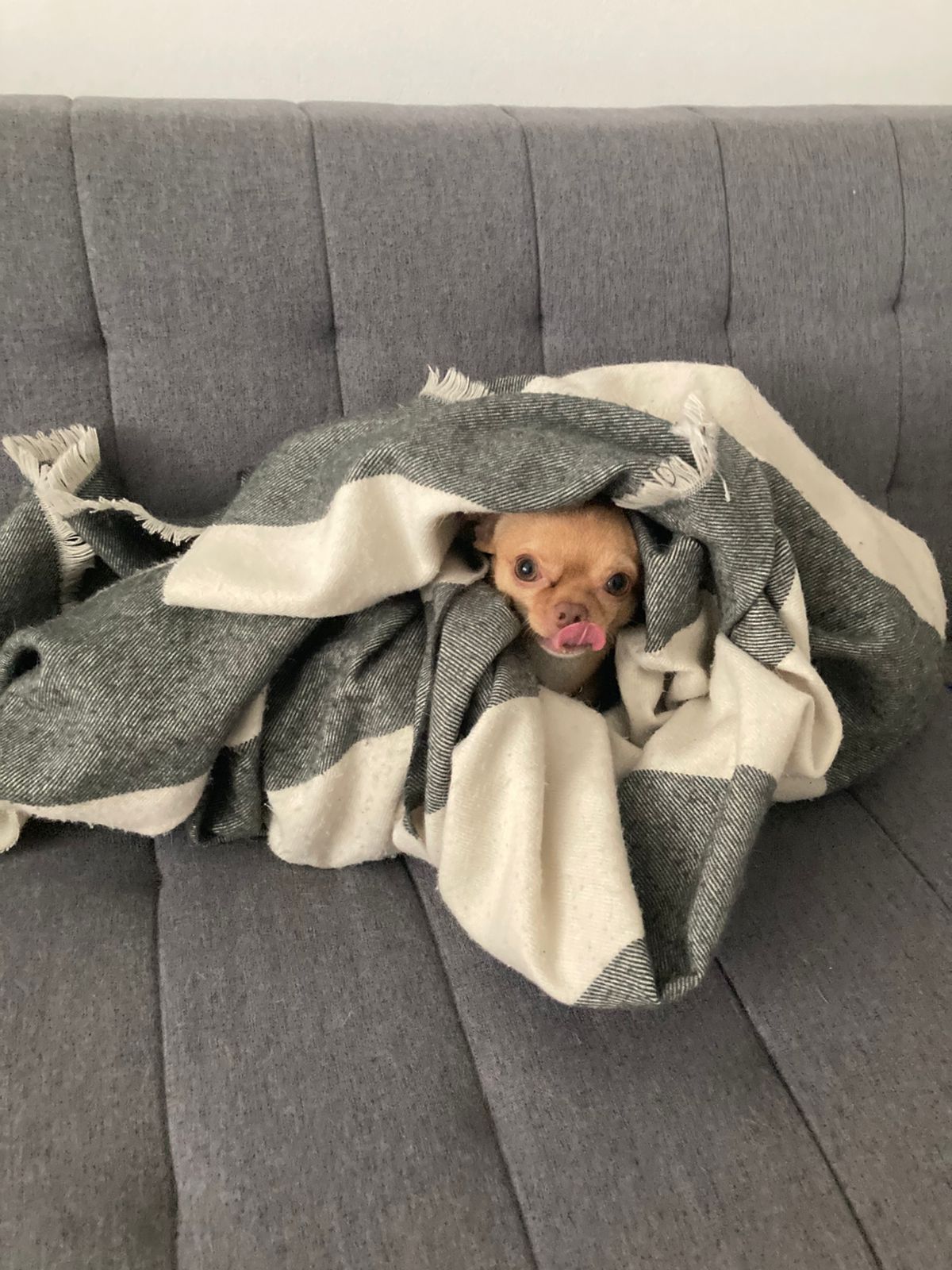 Chihuahua color caramelo envuelto en una manta gris y blanca, con la cabeza asomando y la lengua fuera
