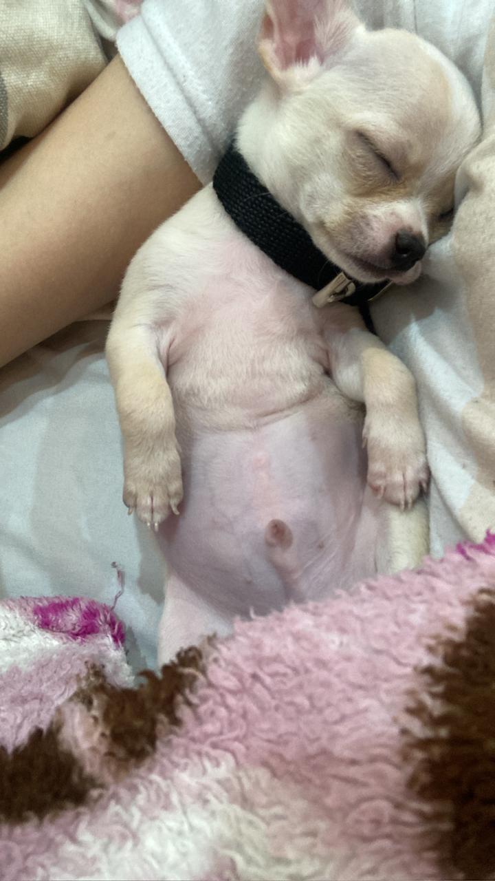 Romeo cachorro durmiendo, color crema, una imagen que recuerda lo importante de elegir bien antes de adoptar