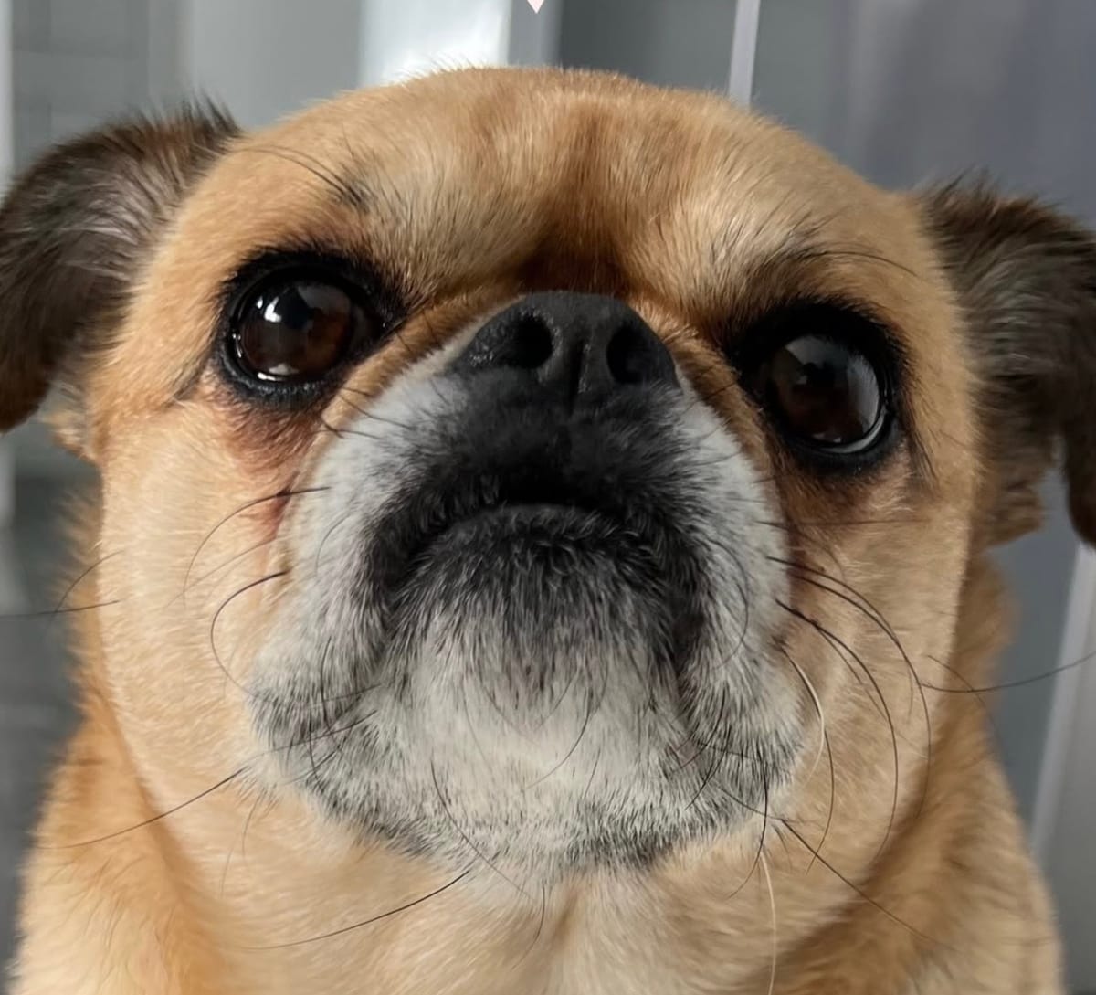 Pughuahua adulto color caramelo con hocico corto, ojos saltones y orejas dobladas, mostrando el resultado clásico de la cruza chihuahua y pug