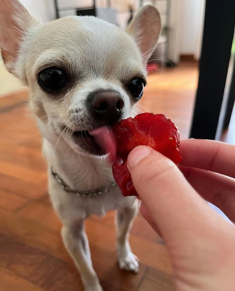 Bolsa de Royal Canin Chihuahua Adult 8+ junto a un chihuahua mayor comiendo croquetas, ilustrando la review del alimento senior específico