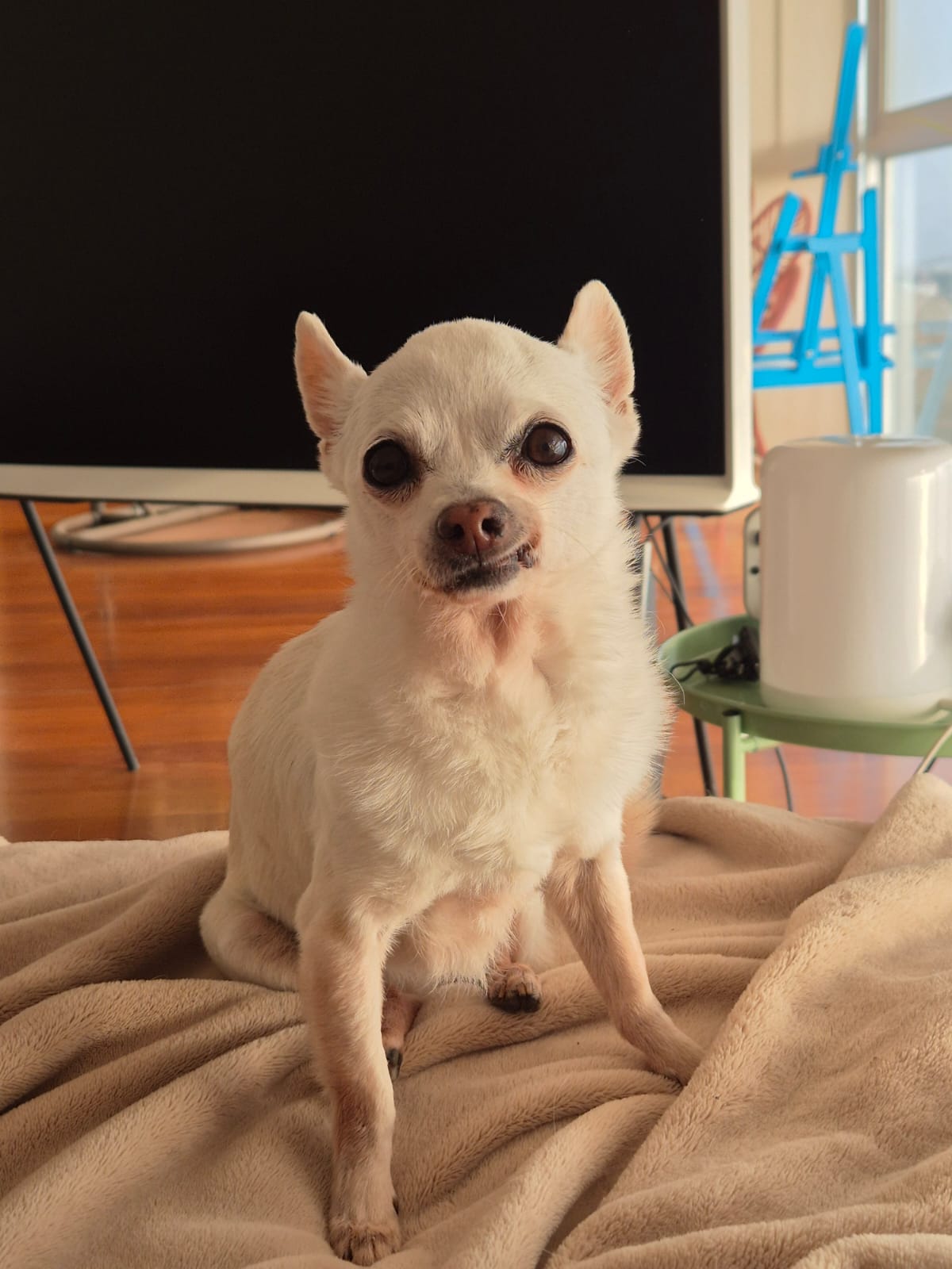 Fajita, chihuahua crema senior de Lima, Perú