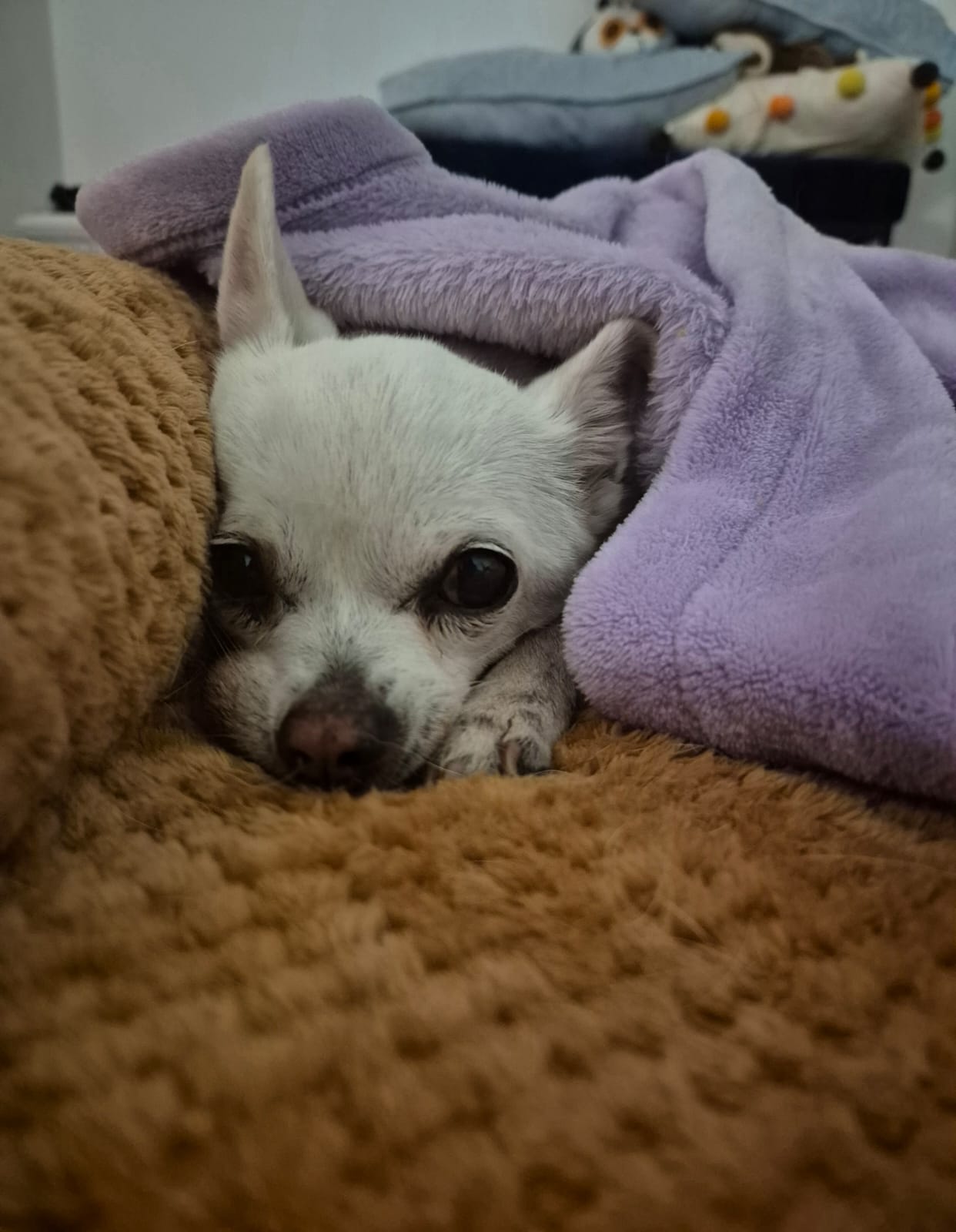 Fajita cachorrita