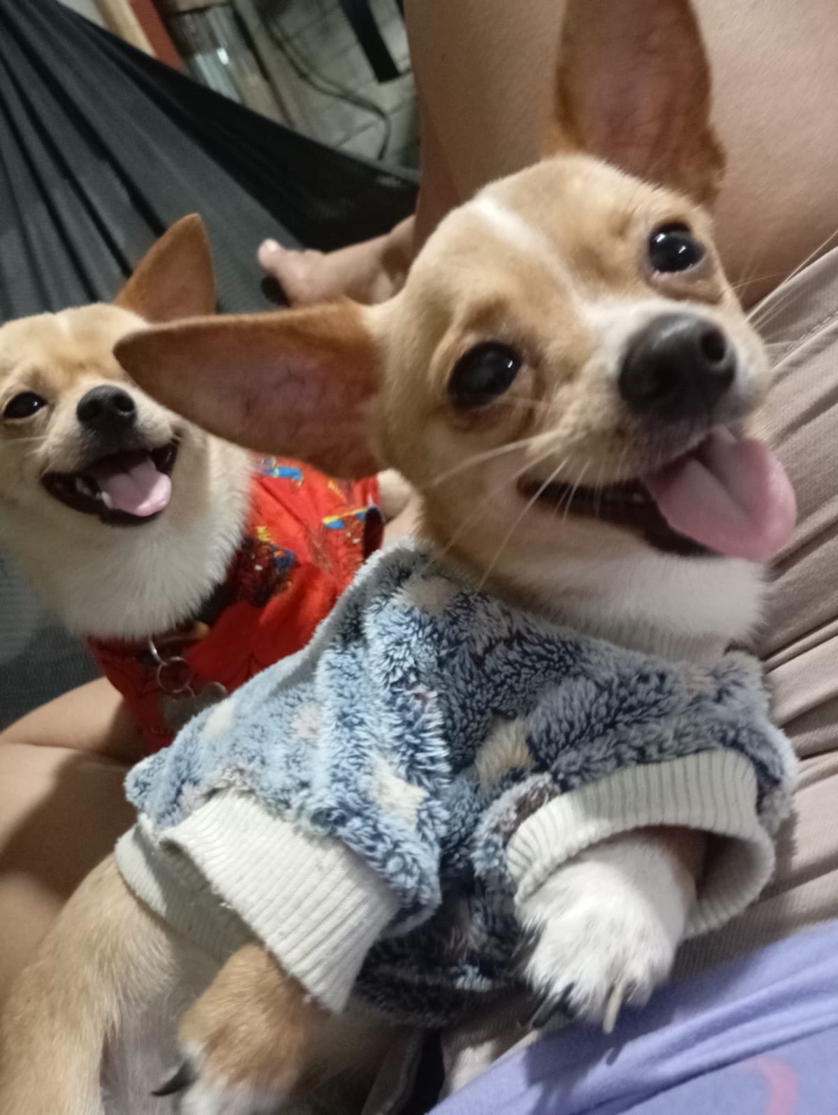 Milo con su hermano Mickey