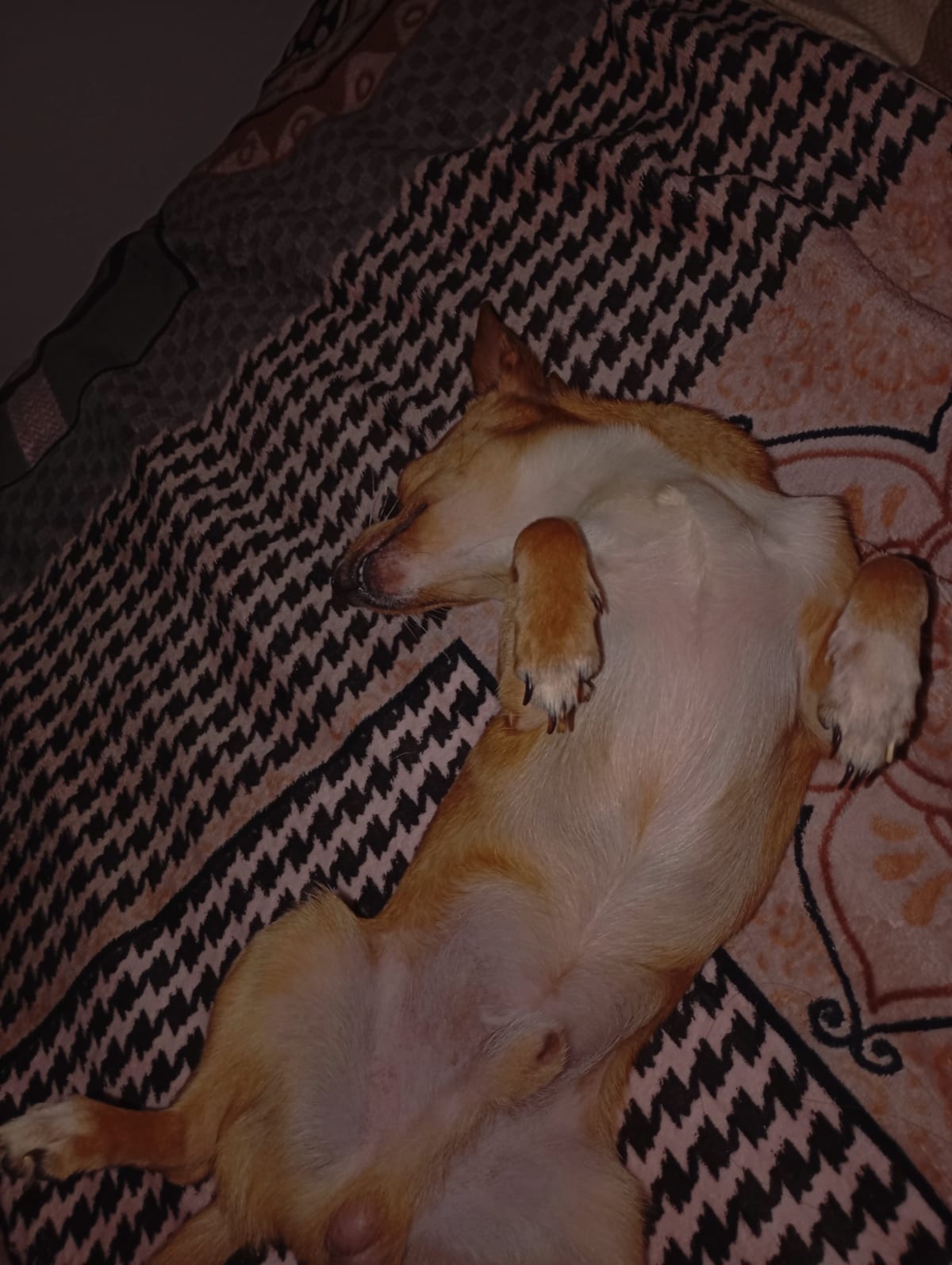 Milo descansando