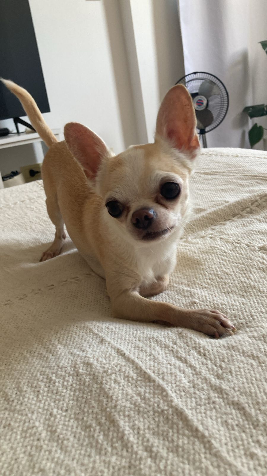 Romeo Carlitos, chihuahua color crema, en primer plano sobre la cama