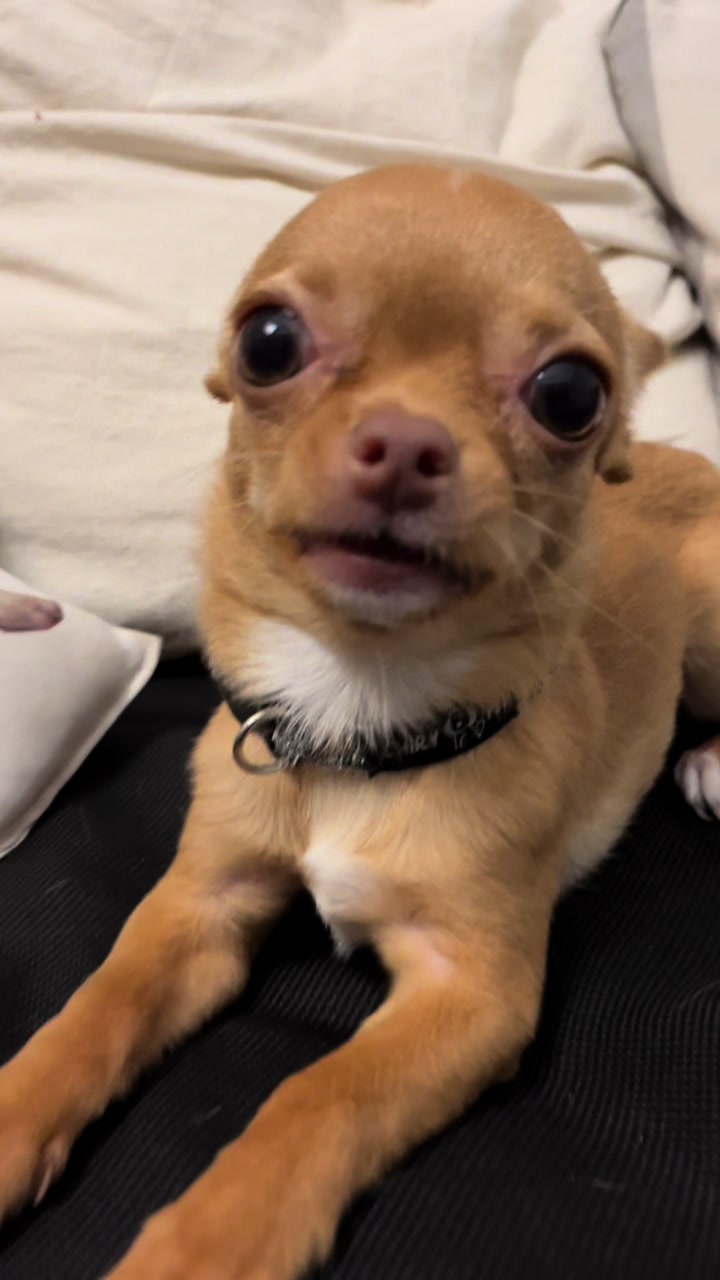 Chihuahua caramelo tumbado sobre una manta oscura mirando a cámara