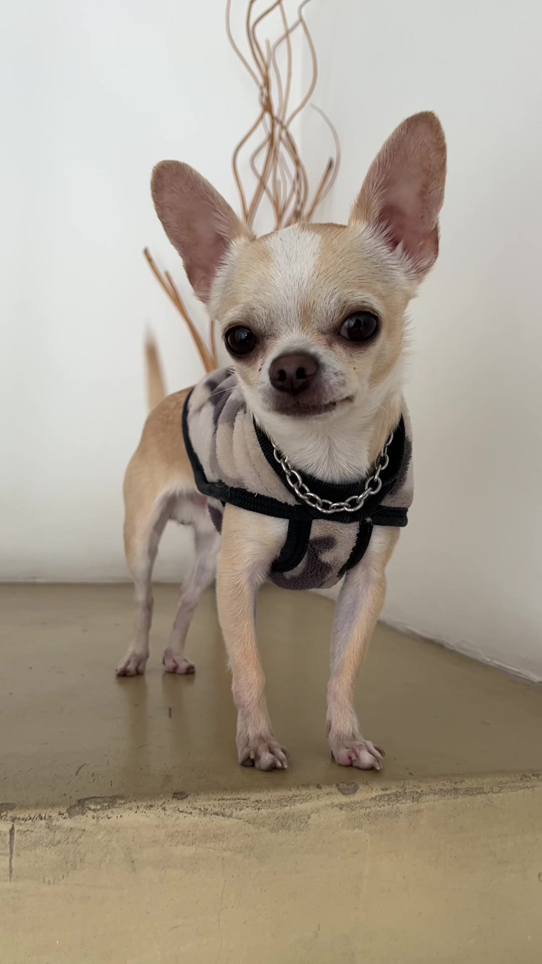 Chihuahua de pie con arnés negro en primer plano