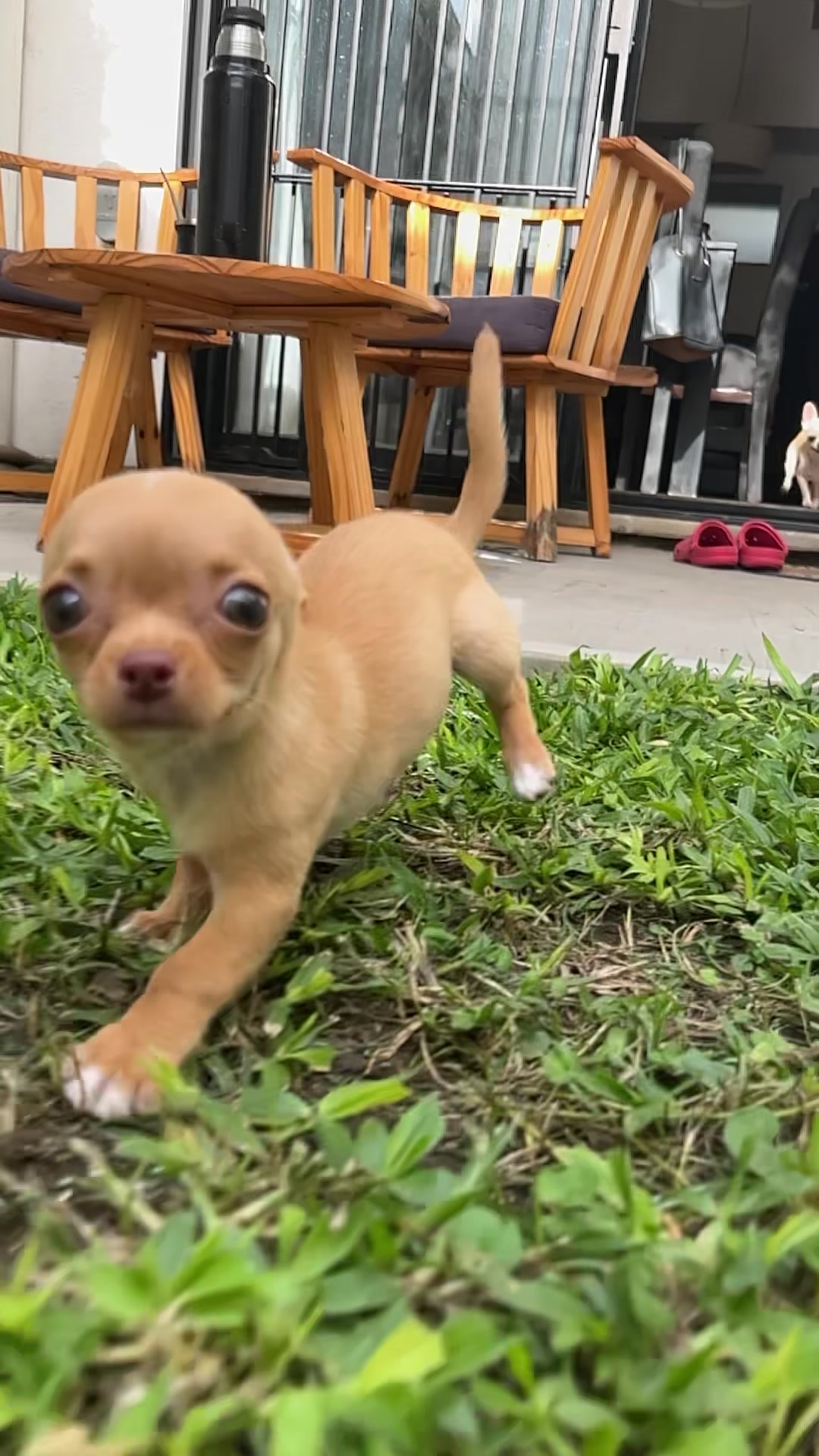 Chihuahua cachorro color caramelo corriendo sobre el césped