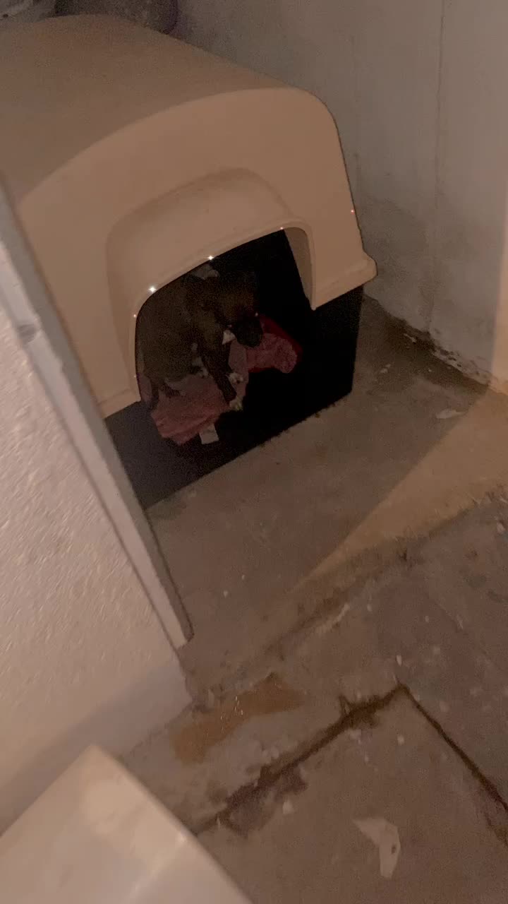 Pithuahua adulto, mostrando lo variado que puede ser el resultado físico de esta cruza.