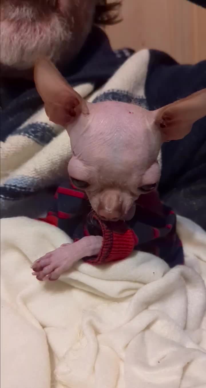 Hermine bebé. Se nota el cuerpo de chihuahua y la piel típica del cruce con xolo.