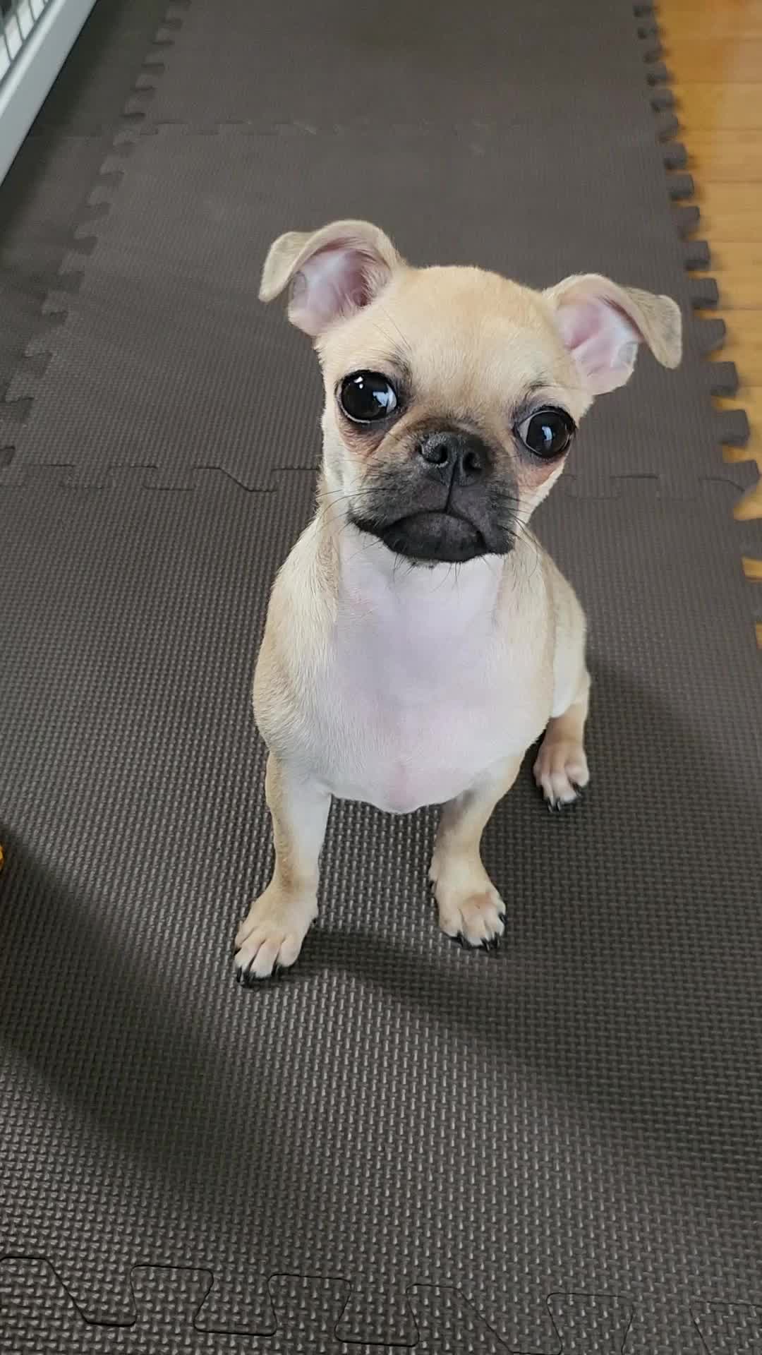 Otro pughuahua que muestra lo variable que es la cruza: heredó cuerpo del pug y orejas más del chihuahua.