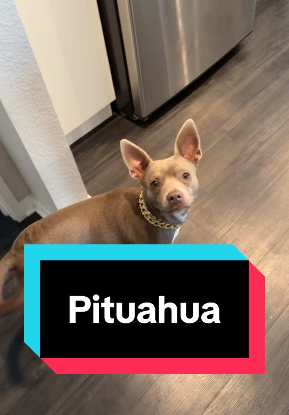 Pithuahua adulto con su humano. Lo más bello de las dos razas.