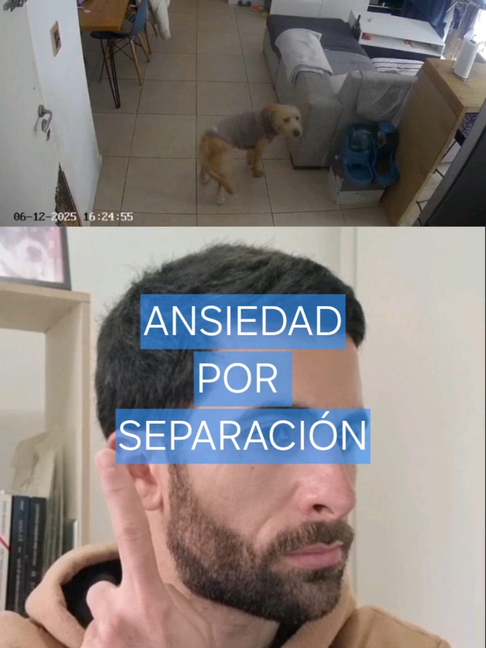 @civilizadog explica con claridad estos cuatro pilares. Coincide al 100% con la literatura conductual veterinaria actual.