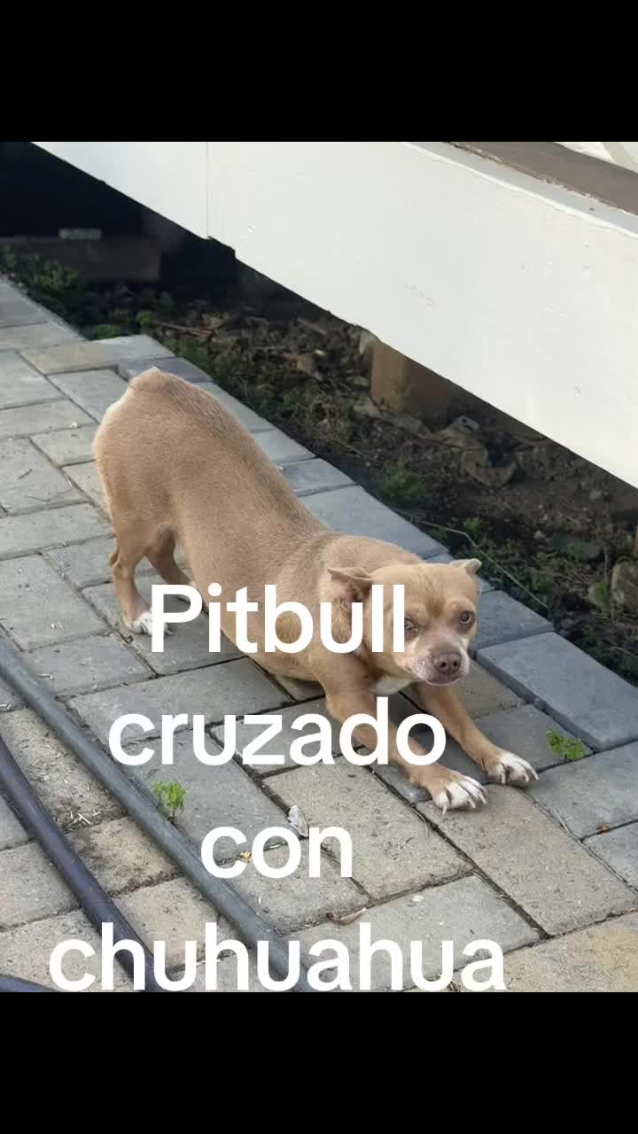 Pithuahua con sospechosa ascendencia salchichera. La genética es traviesa.