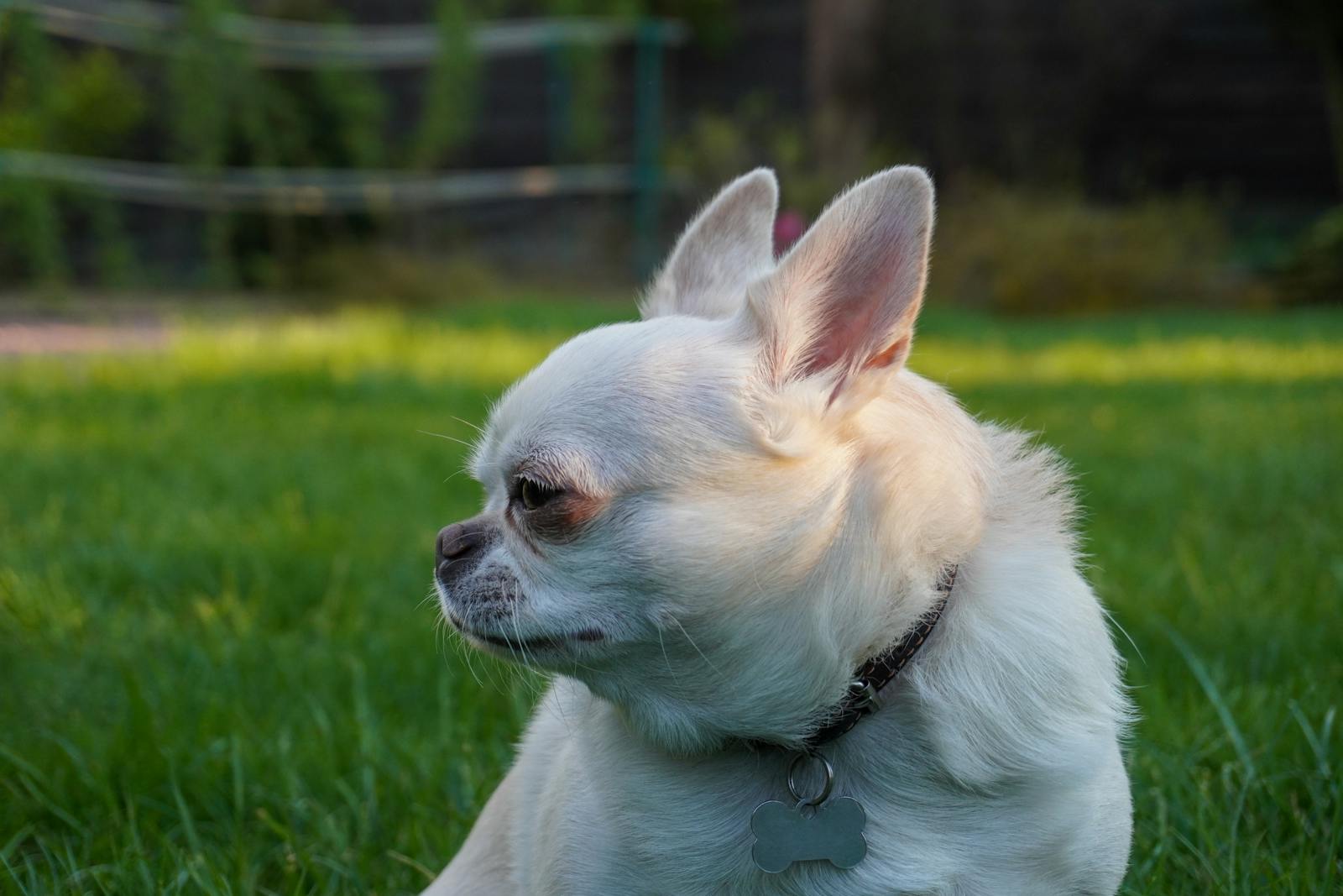 Chihuahua blanco puro